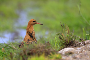 Single Ruff bird on grassy wetlands during a spring nesting period