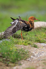 Single Ruff bird on grassy wetlands during a spring nesting period