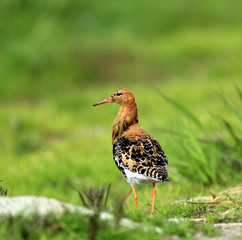 Single Ruff bird on grassy wetlands during a spring nesting period