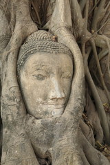 Buddha Head in Tree Trunk, Wat Mahathat, Ayutthaya.