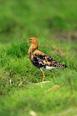 Single Ruff bird on grassy wetlands during a spring nesting period