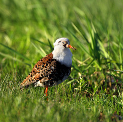 Single Ruff bird on grassy wetlands during a spring nesting period