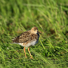 Single Ruff bird on grassy wetlands during a spring nesting period