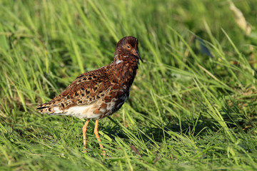 Single Ruff bird on grassy wetlands during a spring nesting period