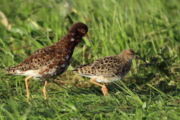 Pair of Ruff birds on grassy wetlands during a spring nesting period