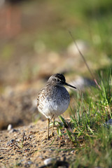 Single Wood sandpiper bird on grassy wetlands during a spring nesting period