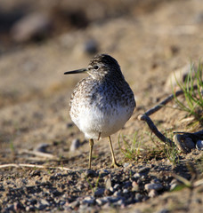 Single Wood sandpiper bird on grassy wetlands during a spring nesting period