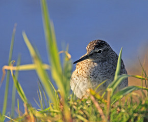 Single Wood sandpiper bird on grassy wetlands during a spring nesting period