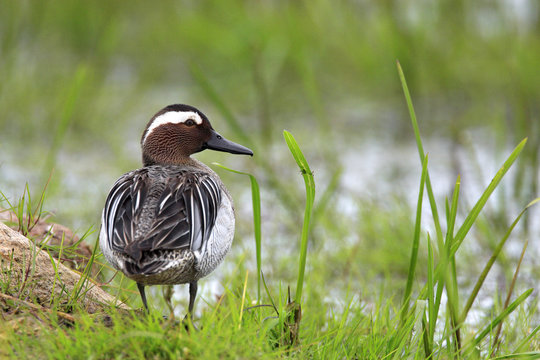 Single Garganey duck bird on grassy wetlands during a spring nesting period