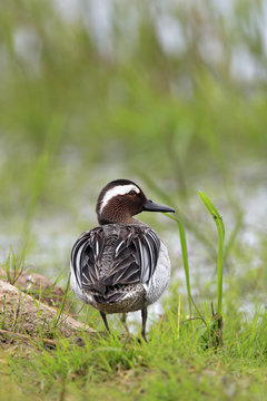 Single Garganey duck bird on grassy wetlands during a spring nesting period