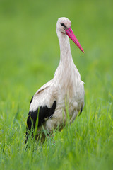 Single White Stork bird on grassy wetlands during a spring nesting period