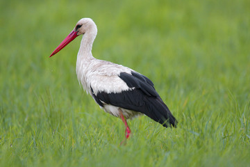 Single White Stork bird on grassy wetlands during a spring nesting period