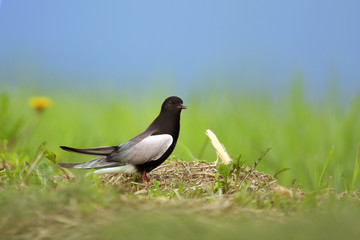 Single White-winged Black Tern bird on grassy wetlands during a spring nesting period