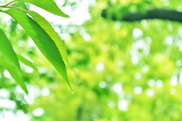 雨と新緑