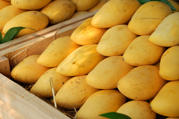 Pile of yellow ripe mangoes in wooden crate