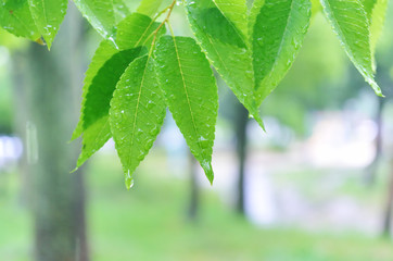雨と新緑