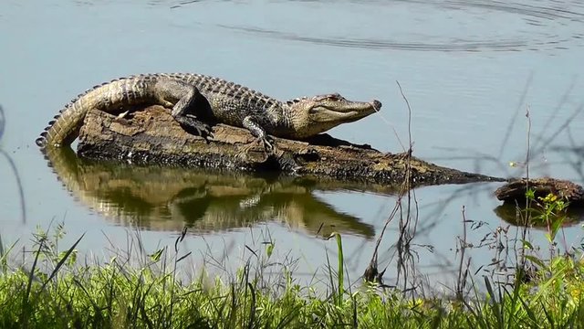 A Southern Arkansas Alligator Sunning on a Log is Spooked Into the Water