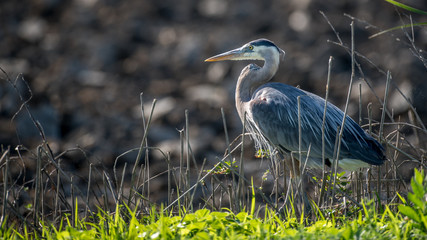great blue heron