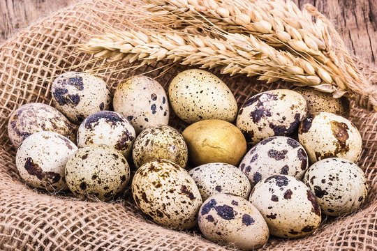 Fresh quail eggs and ears of wheat. Organic products. Vegetarian diet