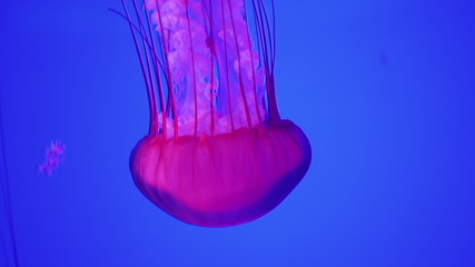 The jellyfish glows red. Floats down on a blue background