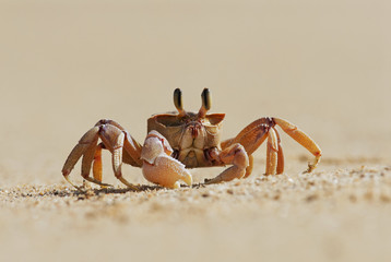 Alert Ghost Crab, Ocypode ryderi, Indian Ocean coast, iSimangaliso Wetland Park, South Africa