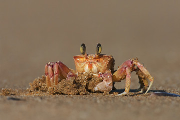 Alert Ghost Crab, Ocypode ryderi, Indian Ocean coast, iSimangaliso Wetland Park, South Africa