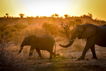 Junger Elephant gefolgt von der Mutter im Sonnenuntergang
