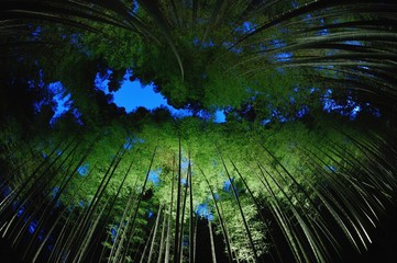 Fototapeta premium 竹林./日没直後のライトアップの竹林です.