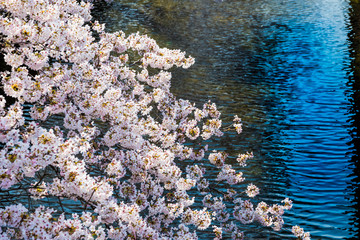 Naklejka na ściany i meble 桜と石神井川
