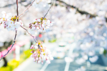 桜の花