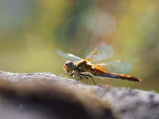 Beautiful dragonfly on the stone.