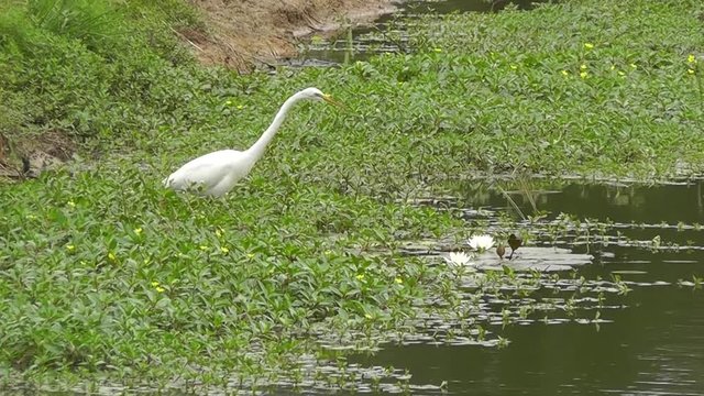 Southern Great White Egret Goes Fishing Among the Lilly Pads.