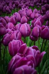 Purple tulips blooming