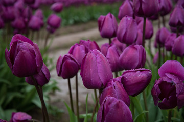 Purple tulips blooming