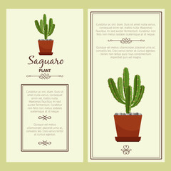 Greeting card with saguaro plant