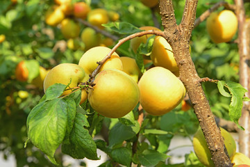 Many mature apricot, on the fruit trees
