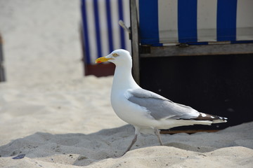 Möwe