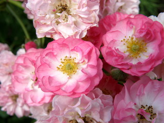 Beautiful pink roses