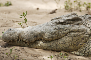 Nile Crocodile, Crocodylus niloticus, head detail, crocodile farm, South Africa