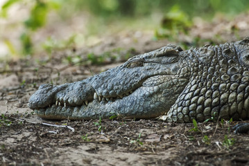 Nile Crocodile, Crocodylus niloticus, head detail, crocodile farm, South Africa