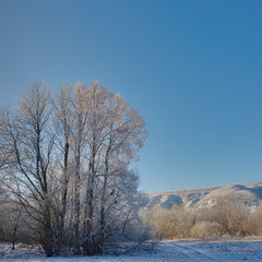The tree in winter is covered with hoarfrost on a sunny day against a cloudless sky.