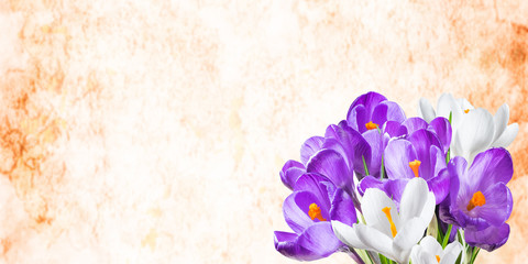 Holiday background with crocus flowers