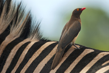 Red-billed Oxpecker, Buphagus erythrorhynchus, bird on the zebra, Hluhluwe-Imfolozi Park, South Africa