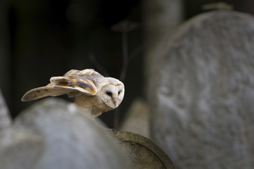 barn owl on old gravestone in autumn twilight