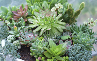 Crassualaceae Succulent plant in the garden. This is a tree species of cactus family from Mexico...