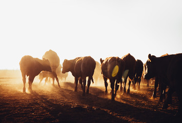 Free range cow herd grazing on open land blowing up dust