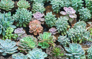 Succulent flowerbeds plant in the garden. This is a species of cactus family that is resistant to extreme weather and is decorated in the home