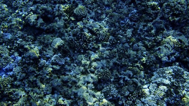 Slow motion handheld shot of corals and fish on sea surface