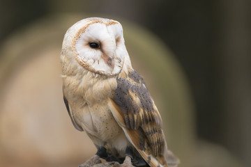 portrait of barn owl 