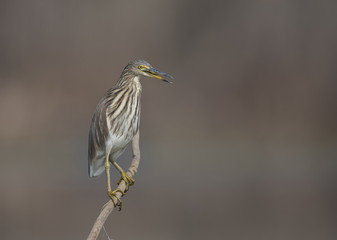 The Indian pond heron